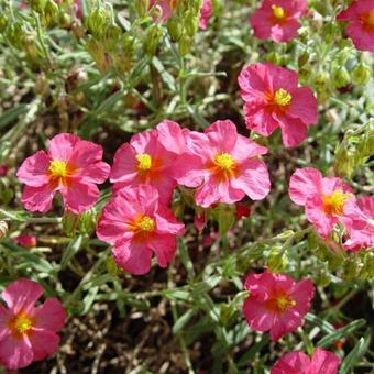 Helianthemum 'Ben Hope'