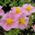 Helianthemum 'Lawrenson's Pink'