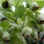 Stinkende Nieswurz - Helleborus foetidus