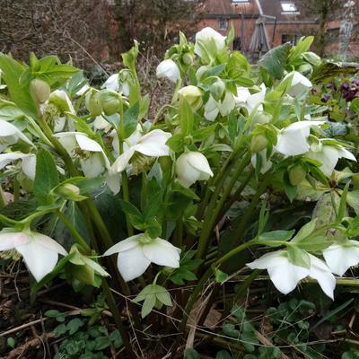 Helleborus orientalis 'White LADY' - Helleborus orientalis 'White LADY'