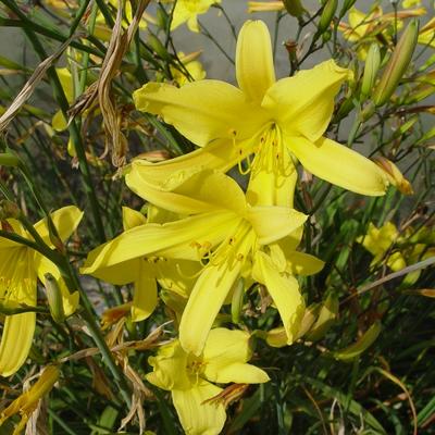 Hemerocallis citrina - Zitronen-Taglilie - Hemerocallis citrina