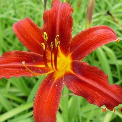 Hemerocallis 'Crimson Pirate' - Hemerocallis 'Crimson Pirate'