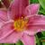 Hemerocallis 'Summer Wine'