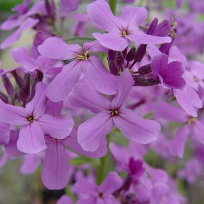 Hesperis matronalis - Gewöhnliche Nachtviole