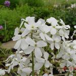 Hesperis matronalis 'Alba' - 