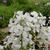 Hesperis matronalis 'Alba'