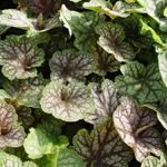 Heuchera 'Beauty Colour' - 