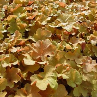 Heuchera 'Caramel'