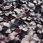 Heuchera 'Obsidian' - 