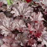 Heuchera 'Plum Pudding' - 