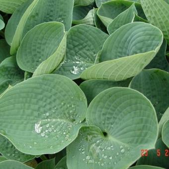 Hosta 'Big Daddy'