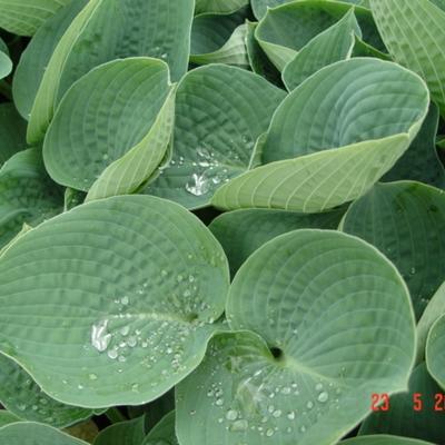 Hosta 'Big Daddy' - Hosta 'Big Daddy'