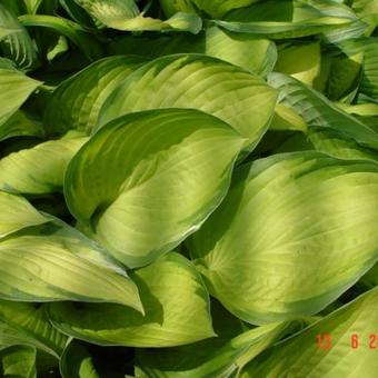 Hosta 'Gold Standard'