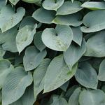 Hosta 'Halcyon' - 