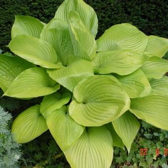 Hosta 'Sum and Substance'