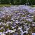 Houstonia caerulea 'Milliard's Variety'