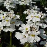 Iberis sempervirens 'Schneeflocke' - 