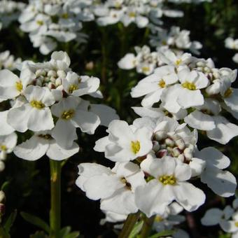 Iberis sempervirens 'Schneeflocke'