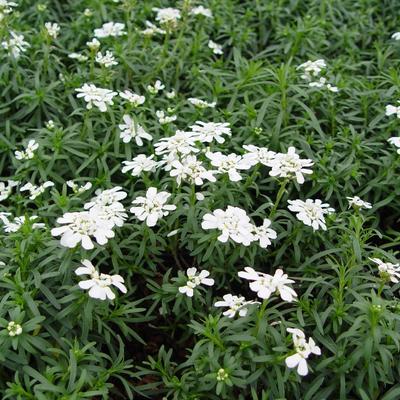 Iberis sempervirens 'Weisser Zwerg' - 