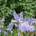 Iris sibirica 'Blue King'