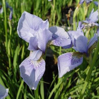 Iris sibirica 'Perry's Blue'