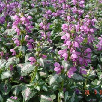 Lamium maculatum 'Roseum'