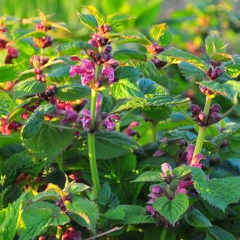 Lamium orvala