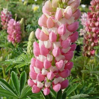 Lupinus 'GALLERY Pink'