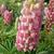 Lupinus 'GALLERY Pink'