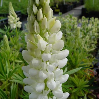 Lupinus  'GALLERY White' - Lupinus  'GALLERY White'