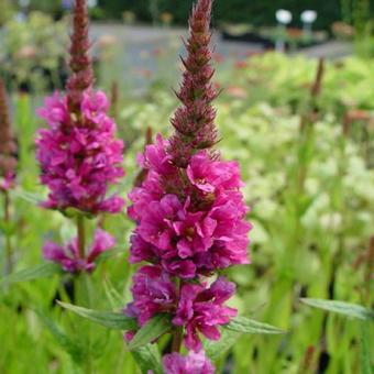 Lythrum salicaria 'Robert'