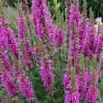 Lythrum salicaria 'Zigeunerblut' - Lythrum salicaria 'Zigeunerblut'