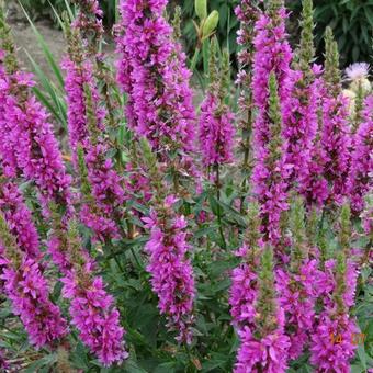 Lythrum salicaria 'Zigeunerblut'