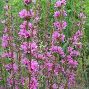 Lythrum virgatum 'Dropmore Purple'