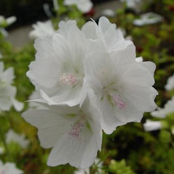 Malva moschata 'Alba'