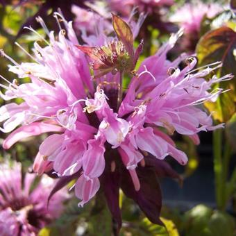 Monarda 'Beauty of Cobham'