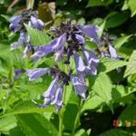 Nepeta subsessilis - 