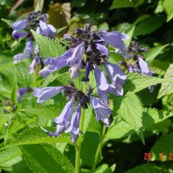 Nepeta subsessilis