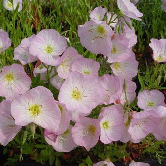 Oenothera speciosa 'Siskiyou'