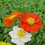 Papaver nudicaule 'Gartenzwerg' - 