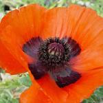 Papaver orientale 'Allegro' - 