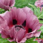 Papaver orientale  'Patty's Plum' - Papaver orientale 'Patty's Plum'