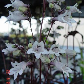 Penstemon digitalis  'Husker Red'