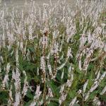 Persicaria amplexicaulis 'Alba' - 