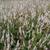 Persicaria amplexicaulis 'Alba'