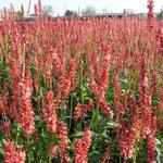 Persicaria amplexicaulis 'Orange Field' - 