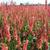 Persicaria amplexicaulis 'Orange Field'