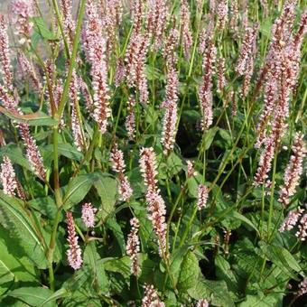 Persicaria amplexicaulis 'Rosea'