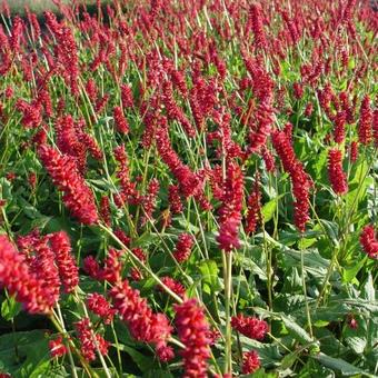 Persicaria Amplexicaulis 'Taurus'