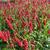 Persicaria Amplexicaulis 'Taurus'